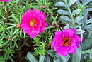 moss rose